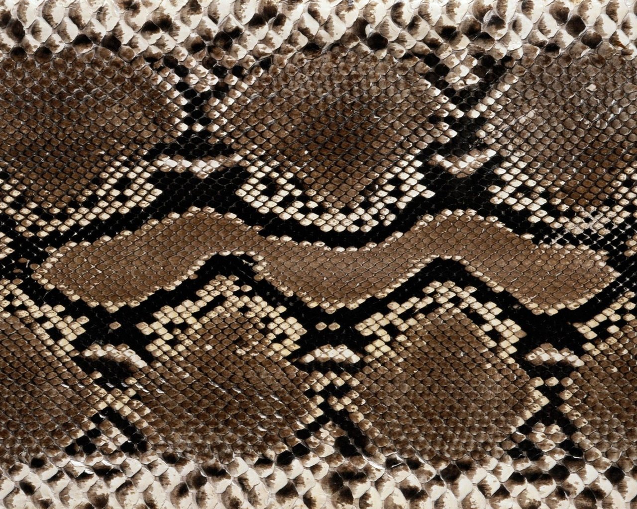 Обои кожа, змеи, расцветка, етекстура, змеиная кожа, leather, snakes, colors, texture, snakeskin разрешение 2560x1600 Загрузить