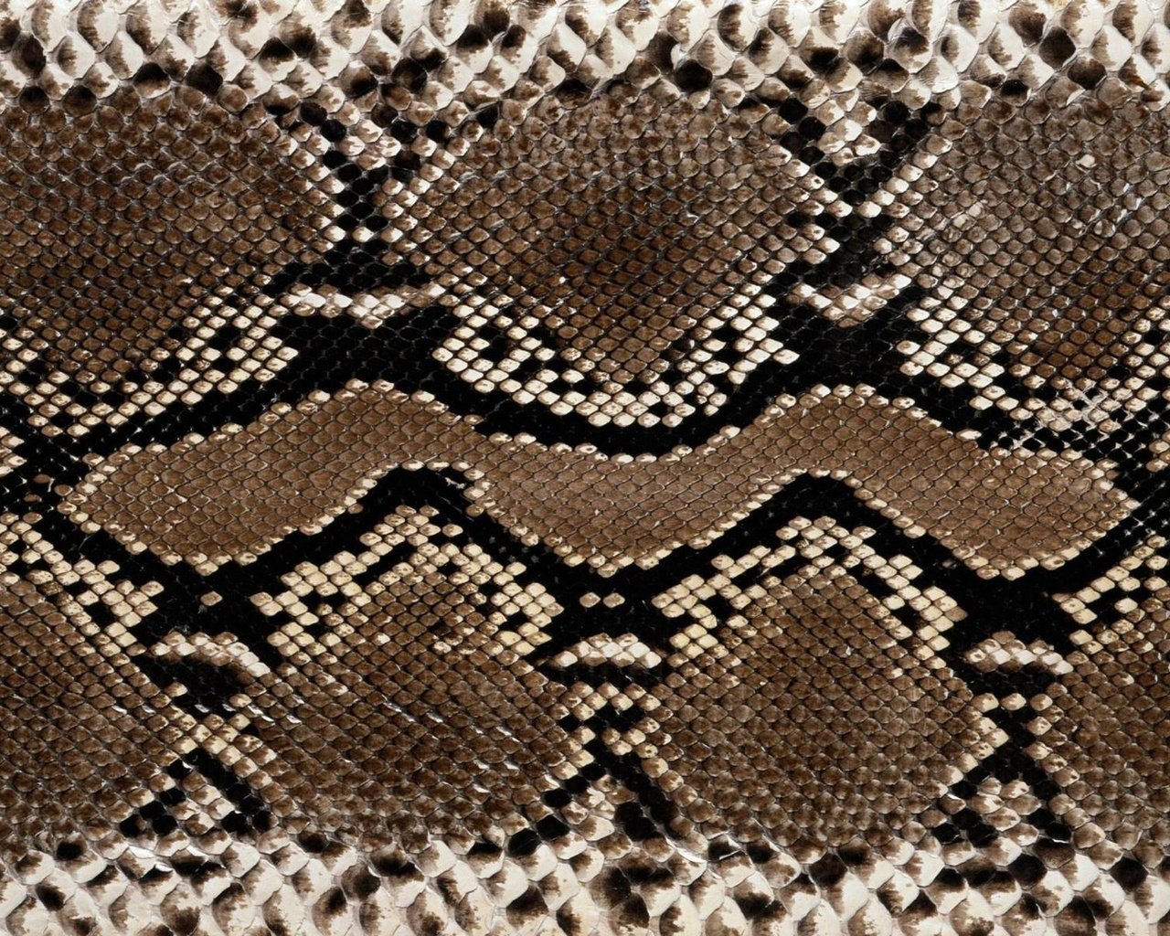 Обои фон, змея, питон, змеиная кожа, background, snake, python, snakeskin разрешение 1920x1200 Загрузить