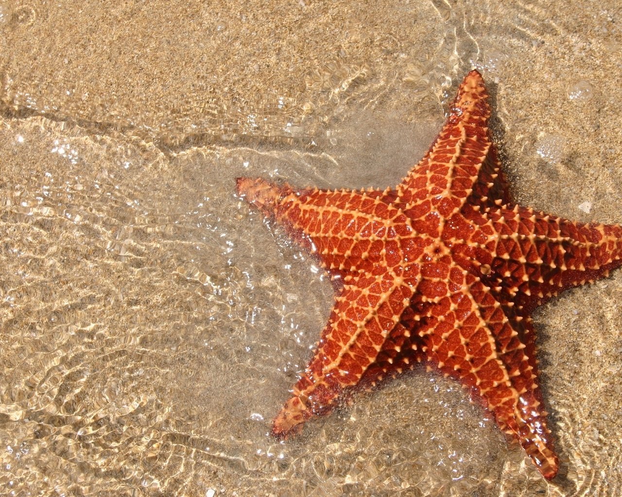 морская звезда фото рисунок