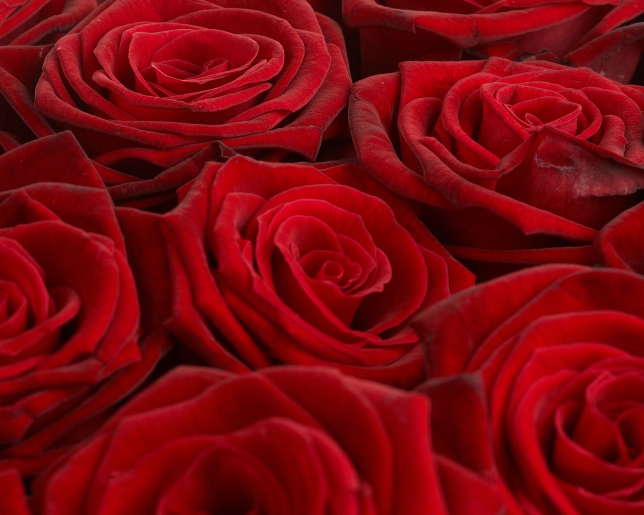 Обои обои, розы, красный, букет, wallpaper, roses, red, bouquet разрешение 2560x1600 Загрузить