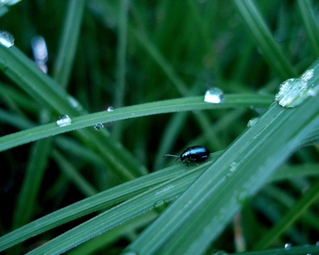 Обои трава, жук, капли, grass, beetle, drops разрешение 3072x2304 Загрузить