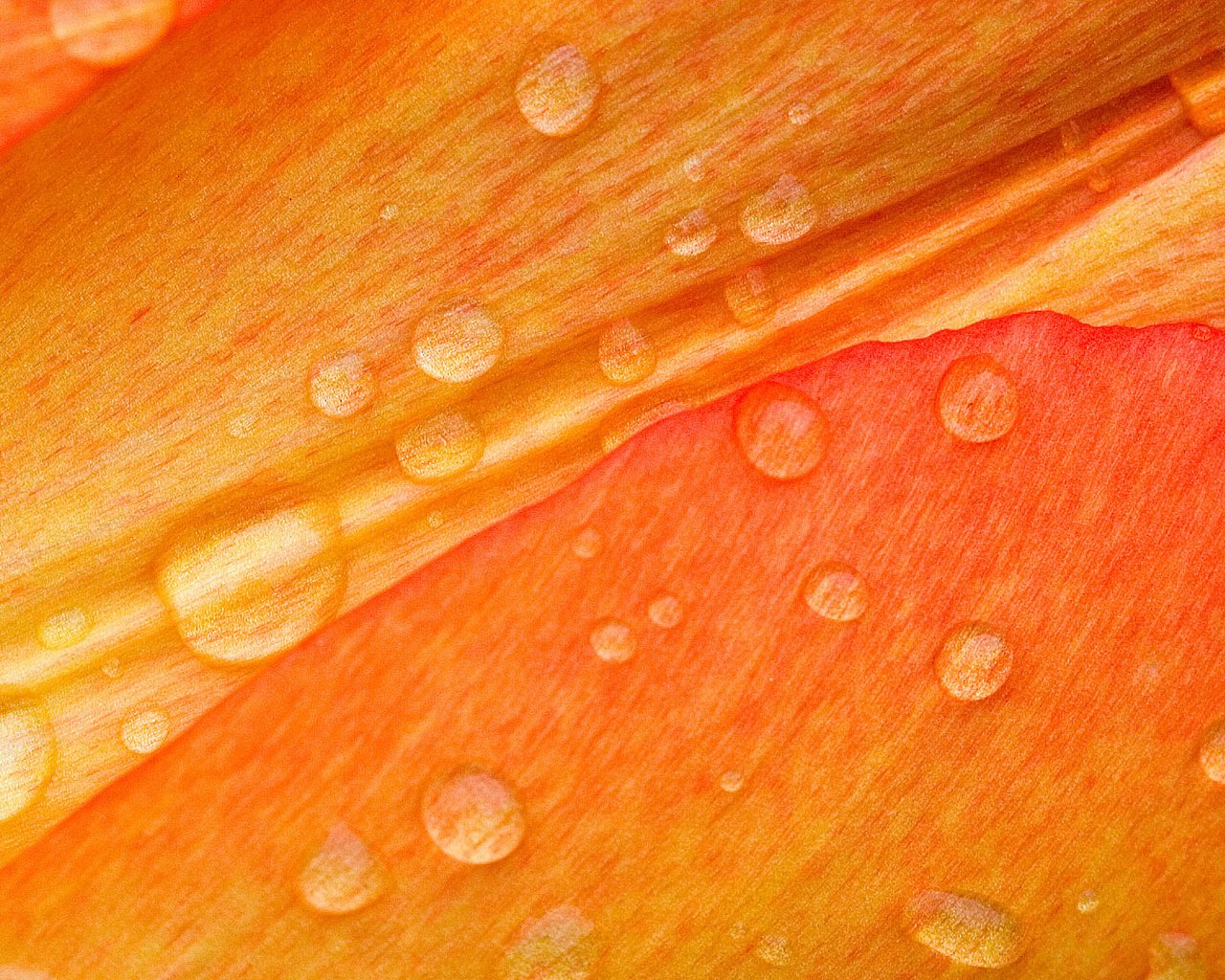 Обои макро, роса, лепестки, macro, rosa, petals разрешение 1920x1200 Загрузить