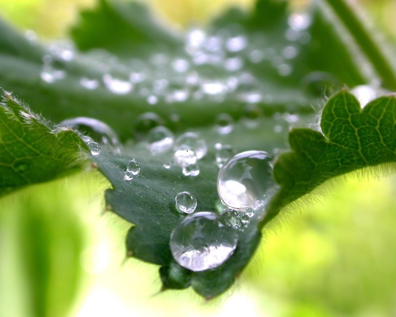 Обои природа, зелень, капли, лист, nature, greens, drops, sheet разрешение 1920x1200 Загрузить