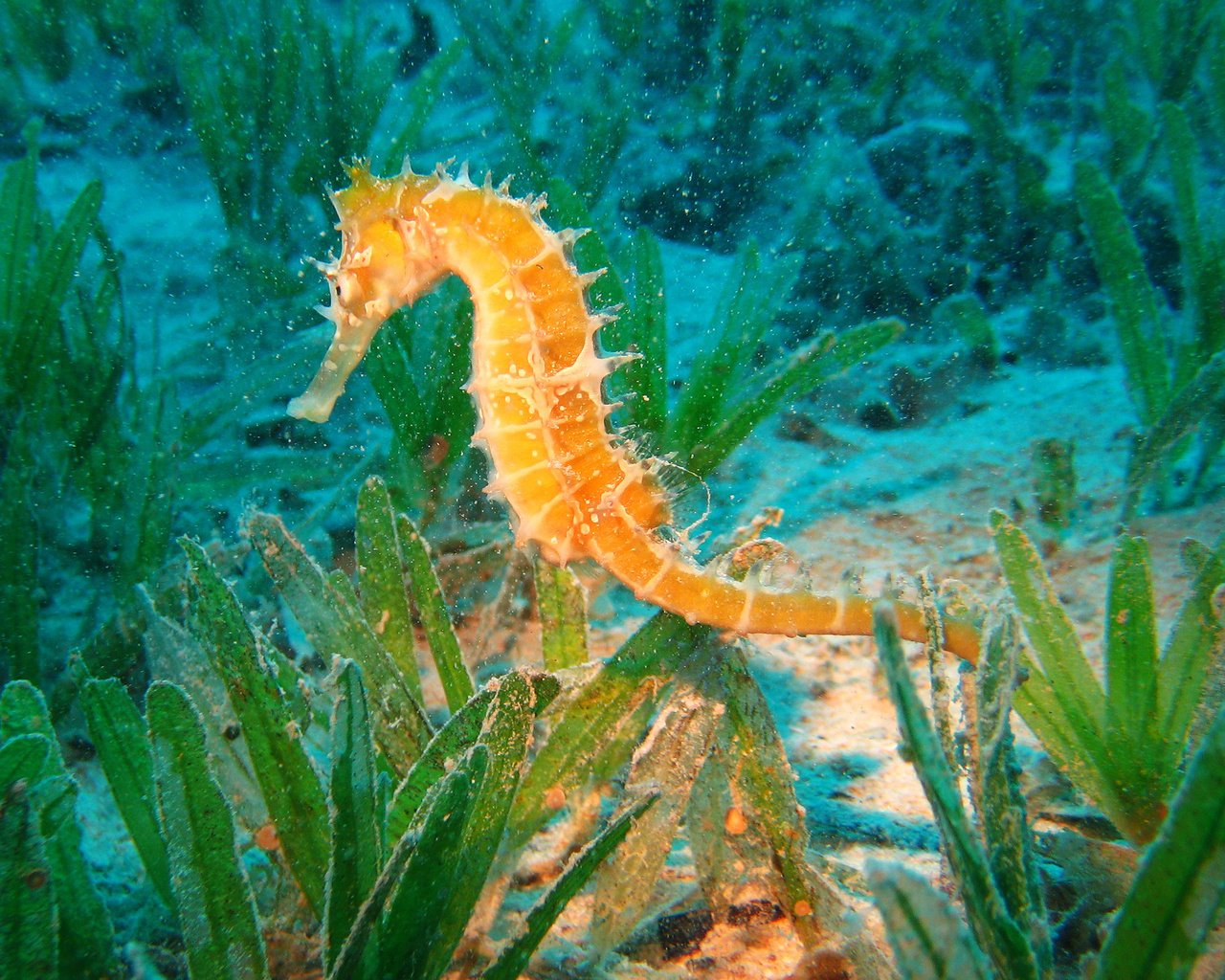 Обои океан, морской конек, подводный мир, the ocean, seahorse, underwater world разрешение 2560x1600 Загрузить