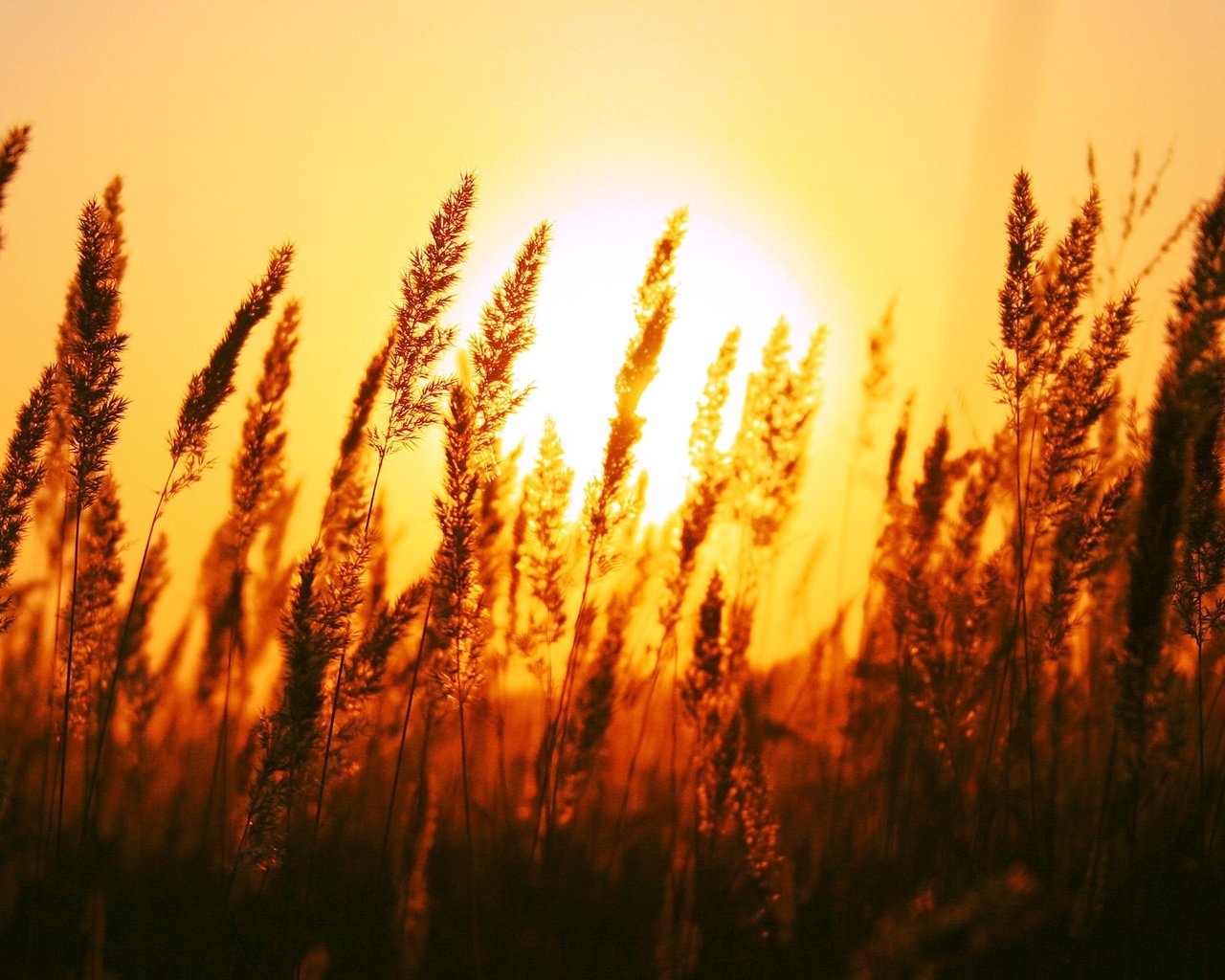 Обои трава, солнце, природа, поле, рассвет, колоски, grass, the sun, nature, field, dawn, spikelets разрешение 1920x1200 Загрузить