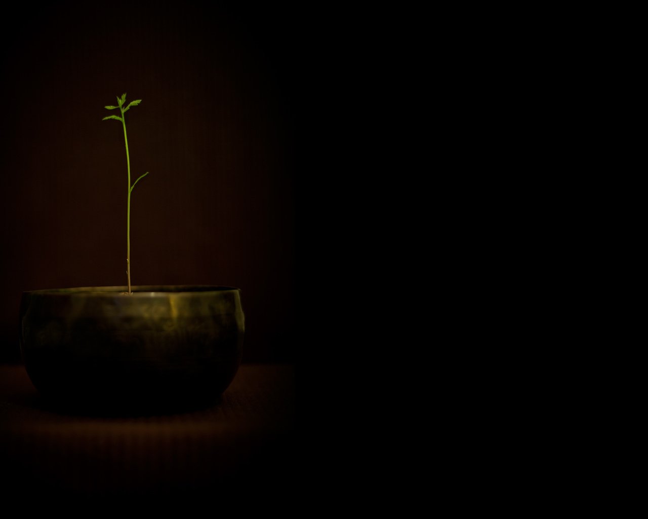 Обои растение, горшок, plant, pot разрешение 2560x1600 Загрузить