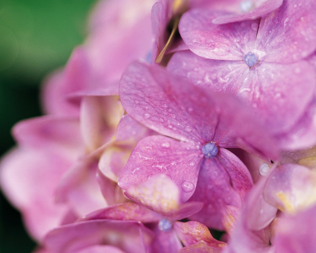 Обои цветы, капли, лепестки, гортензия, flowers, drops, petals, hydrangea разрешение 1920x1200 Загрузить