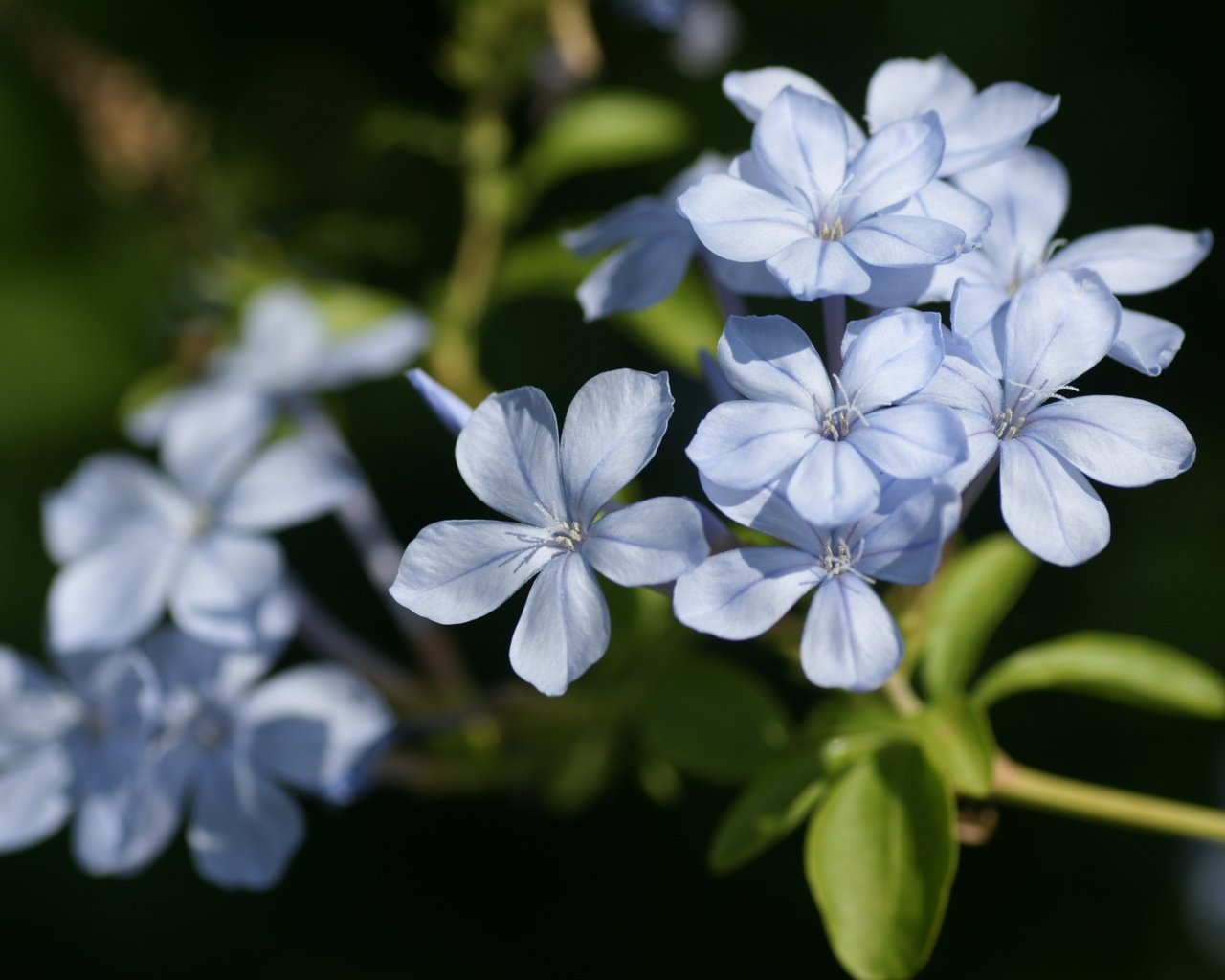 Обои цветы, лепестки, голубые, свинчатка, flowers, petals, blue, svinchatka разрешение 1920x1200 Загрузить