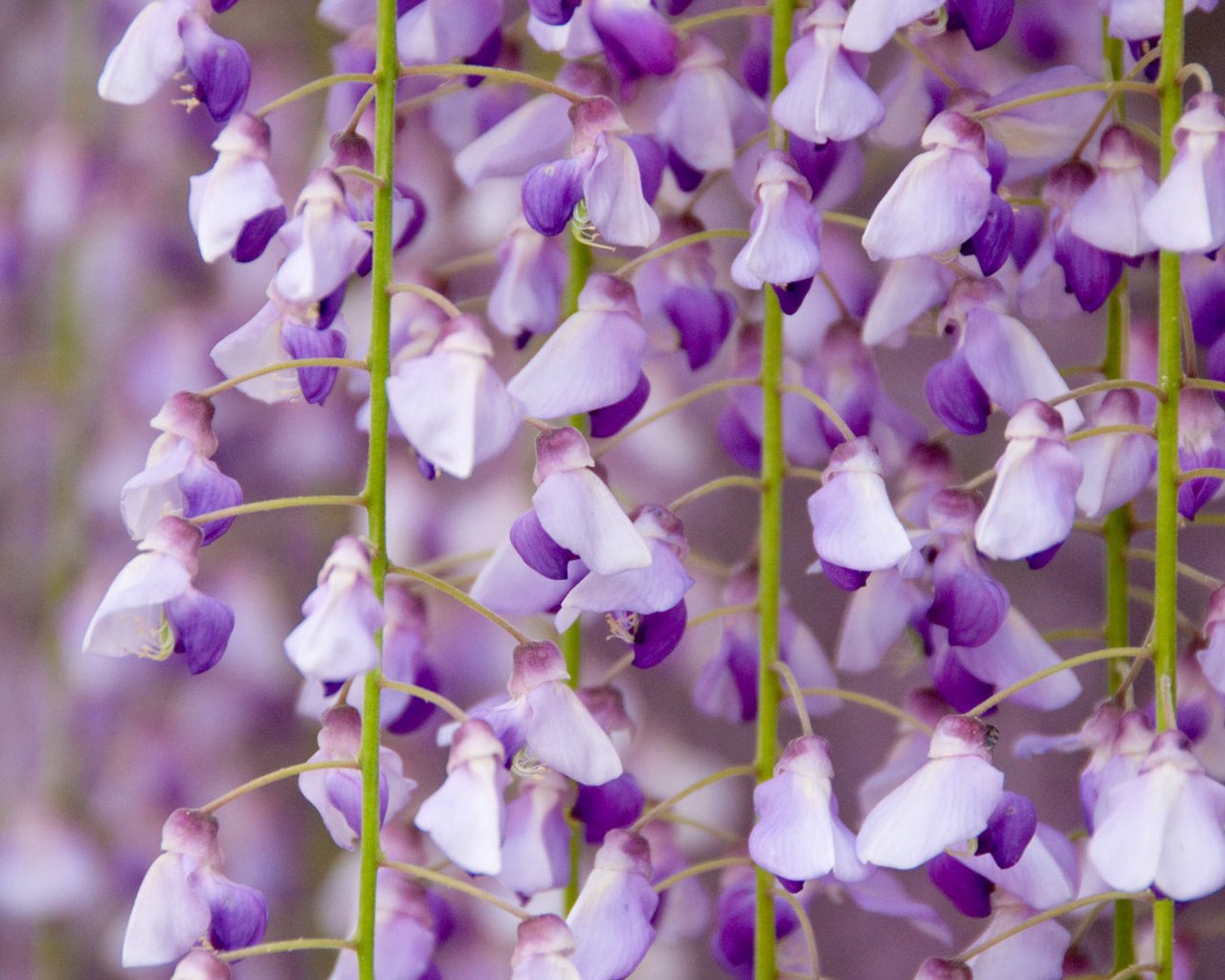 Обои цветы, цветение, крупным планом, глициния, вистерия, flowers, flowering, closeup, wisteria разрешение 1920x1200 Загрузить