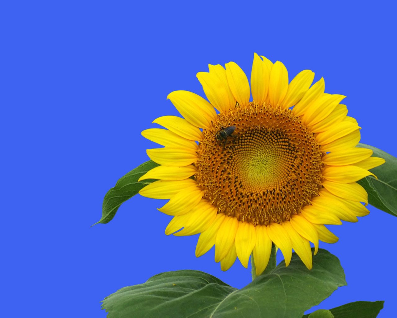 Обои небо, природа, листья, цветок, лето, подсолнух, the sky, nature, leaves, flower, summer, sunflower разрешение 1920x1200 Загрузить