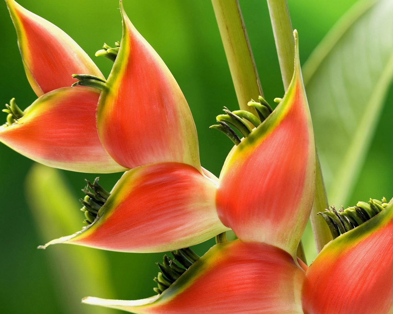 Обои цветок, растение, геликония, flower, plant, heliconia разрешение 1920x1200 Загрузить