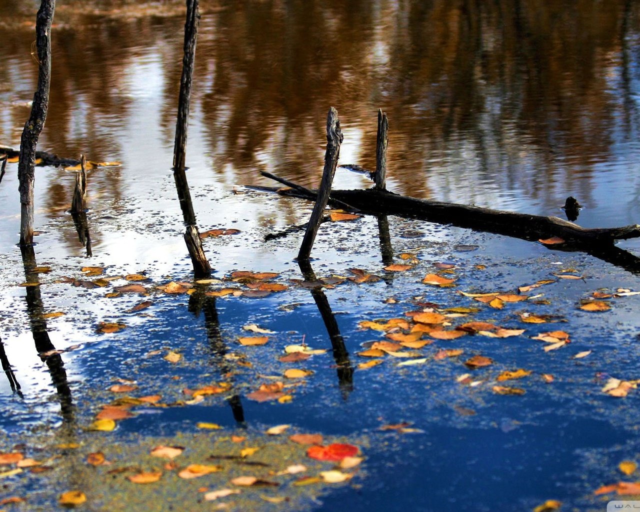 Обои река, природа, лес, листья, отражение, ветки, осень, river, nature, forest, leaves, reflection, branches, autumn разрешение 1920x1080 Загрузить