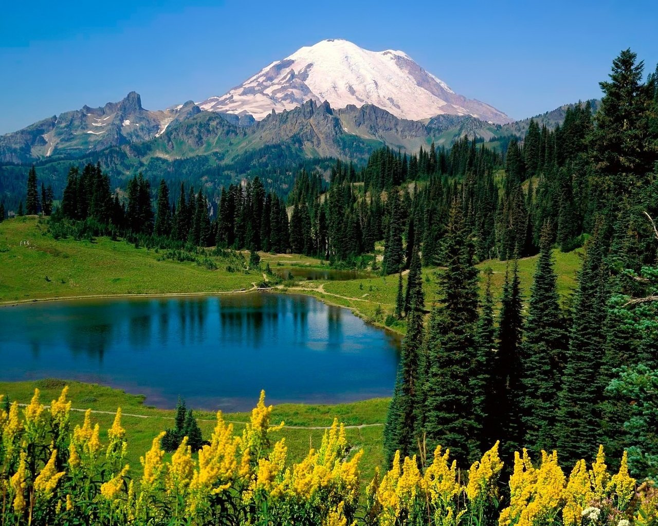 Обои цветы, деревья, озеро, горы, flowers, trees, lake, mountains разрешение 2560x1600 Загрузить