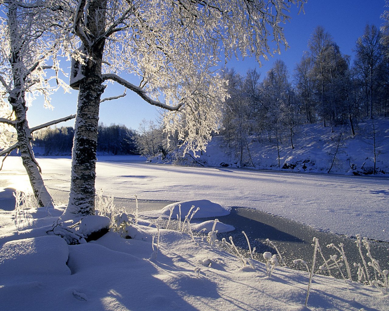 Обои деревья, река, снег, лес, зима, trees, river, snow, forest, winter разрешение 1920x1200 Загрузить