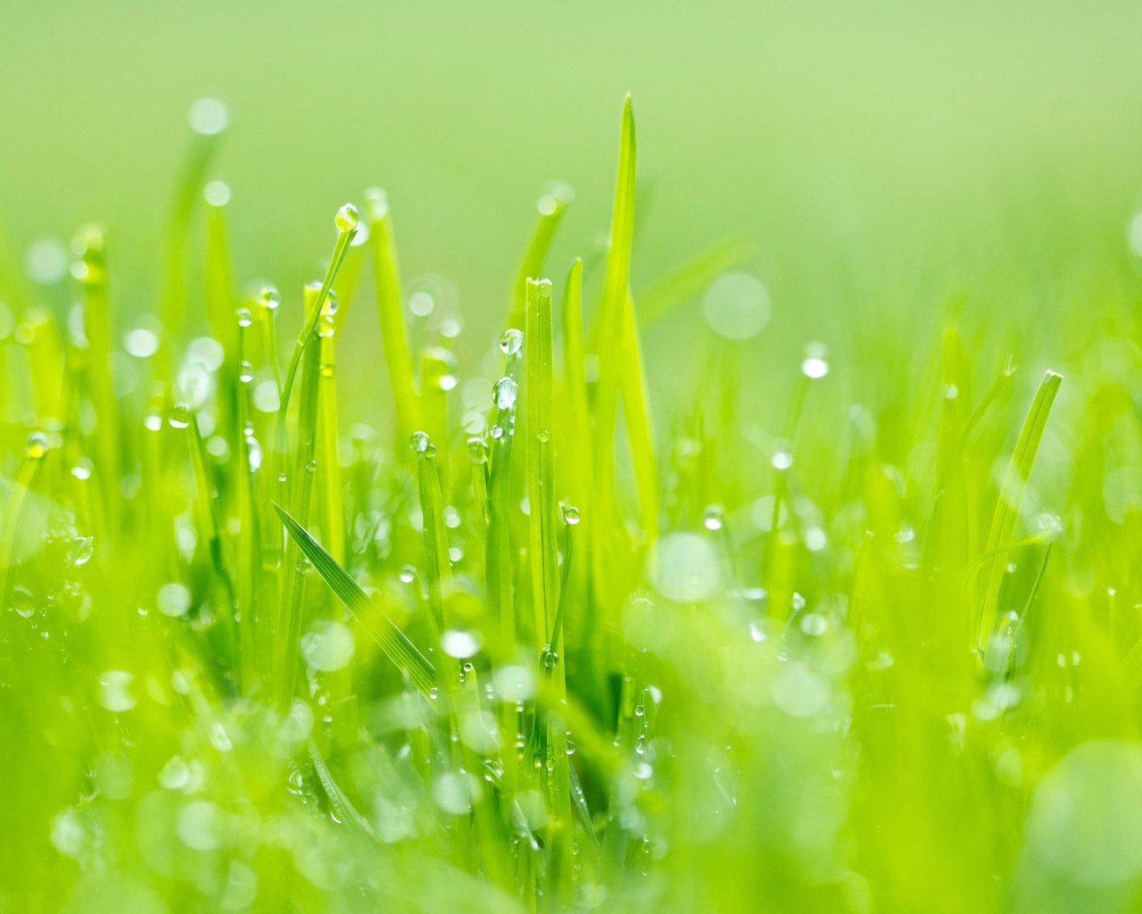 Обои трава, зелень, макро, роса, блики, grass, greens, macro, rosa, glare разрешение 2560x1600 Загрузить