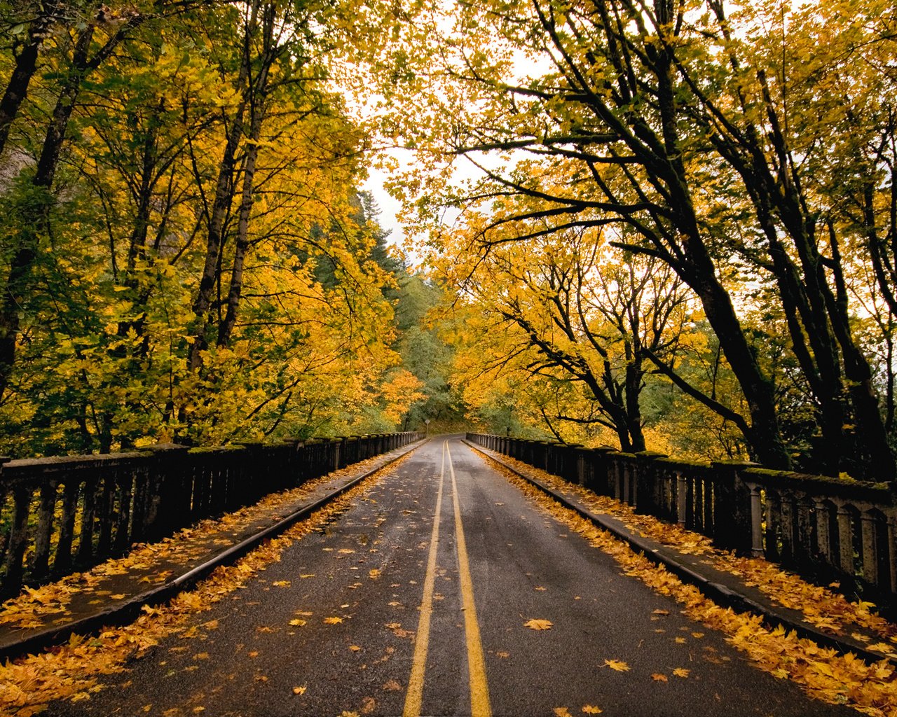 Осень дорога