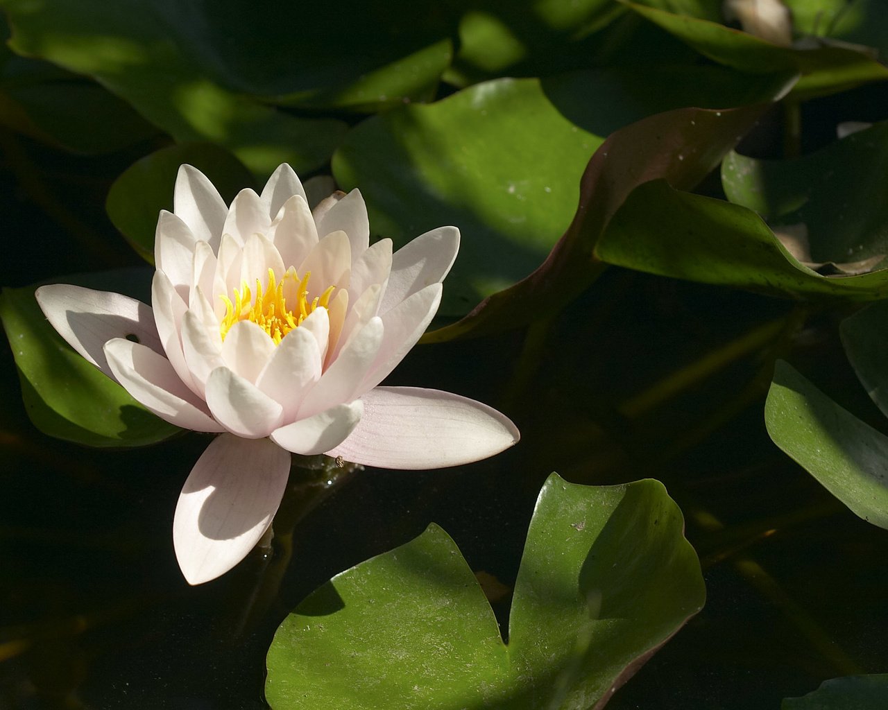 Обои листья, цветок, лепестки, кувшинки, водяная лилия, leaves, flower, petals, water lilies, water lily разрешение 2560x1600 Загрузить