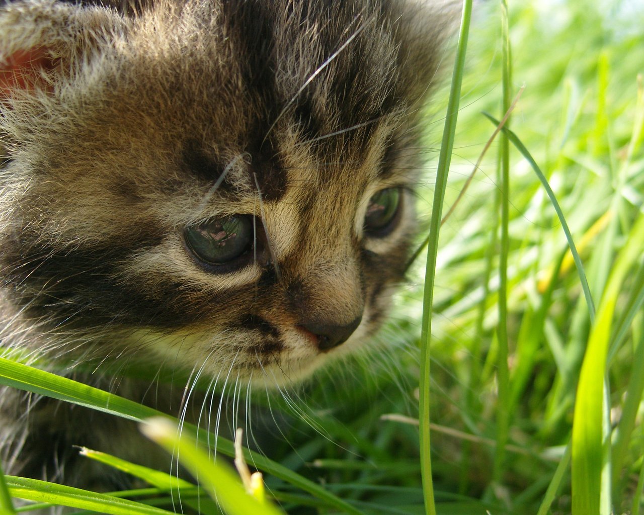 Обои глаза, трава, кошка, взгляд, eyes, grass, cat, look разрешение 2560x1600 Загрузить