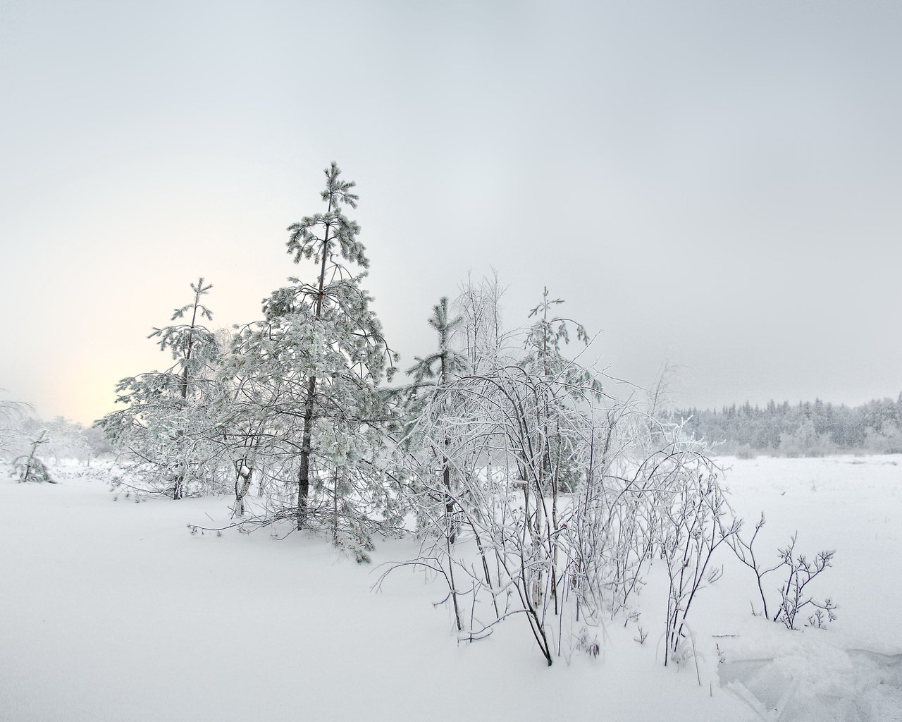 Обои снег, елка, зима, пейзаж, snow, tree, winter, landscape разрешение 2980x1975 Загрузить