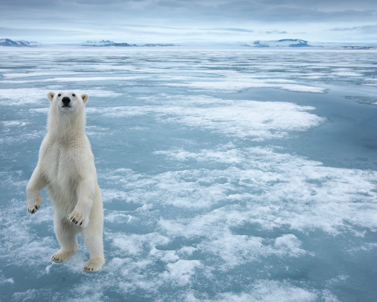 Обои снег, полярный медведь, медведь, лёд, белый медведь, snow, polar bear, bear, ice разрешение 1920x1200 Загрузить