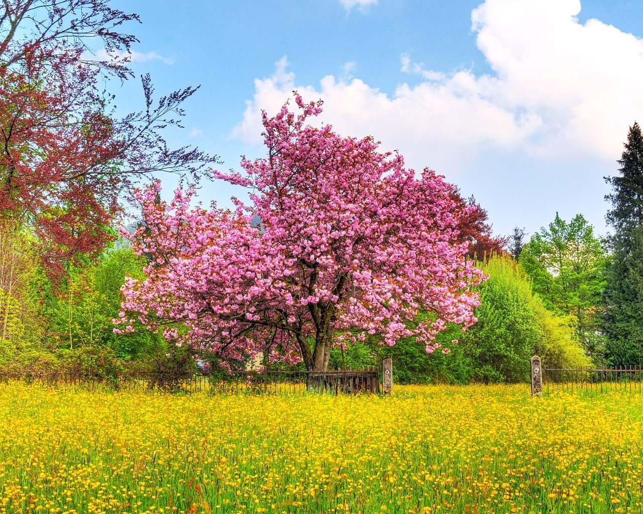 Обои небо, деревья, природа, цветение, поле, весна, вишневое дерево, the sky, trees, nature, flowering, field, spring, cherry tree разрешение 1920x1200 Загрузить