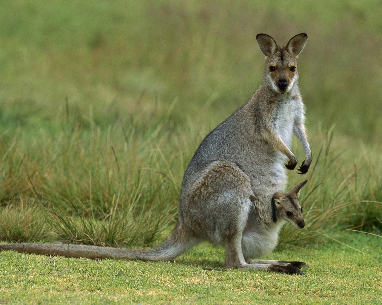 Обои кенгуру, детеныш, kangaroo, cub разрешение 1920x1200 Загрузить