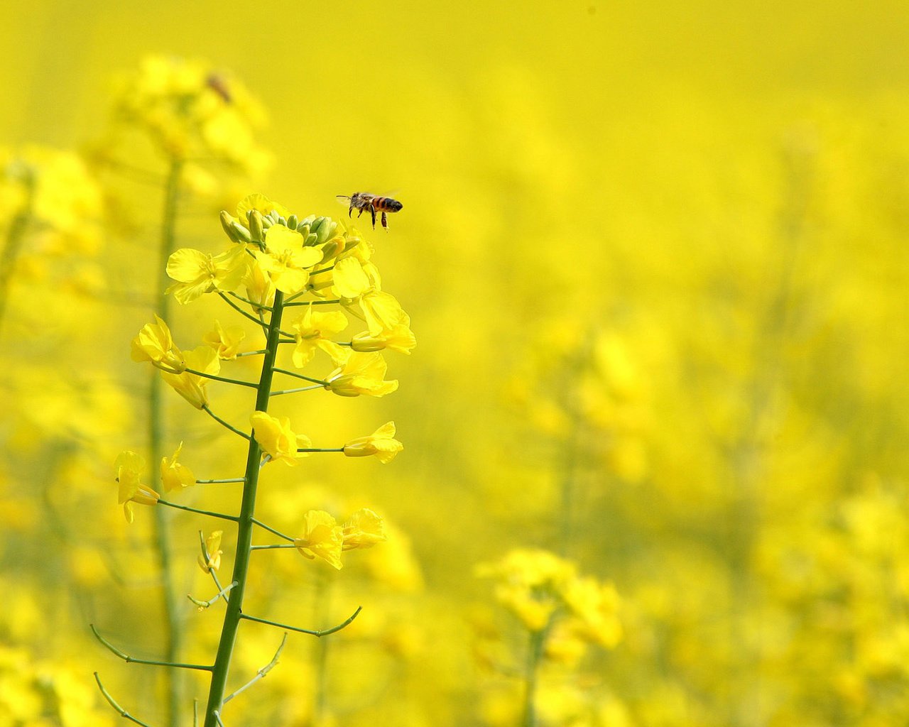 Обои цветы, насекомое, крылья, пчела, желтые, рапс, flowers, insect, wings, bee, yellow, rape разрешение 1920x1080 Загрузить