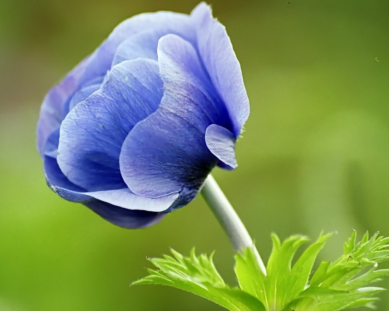 Обои синий, цветок, зеленый фон, анемона, ветреница, blue, flower, green background, anemone разрешение 1920x1200 Загрузить