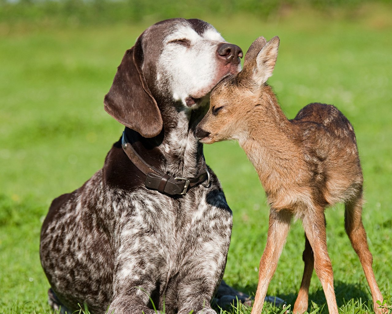 Обои собака, дружба, олененок, dog, friendship, fawn разрешение 1920x1080 Загрузить