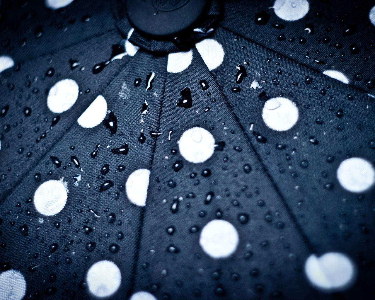 Обои капли, круги, зонт, зонтик, капли дождя, drops, circles, umbrella, raindrops разрешение 2560x1713 Загрузить