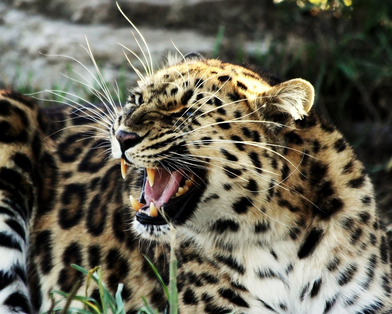 Обои леопард, большая кошка, оскал, злой, пятнистый, агрессия, leopard, big cat, grin, evil, spotted, aggression разрешение 2048x1280 Загрузить