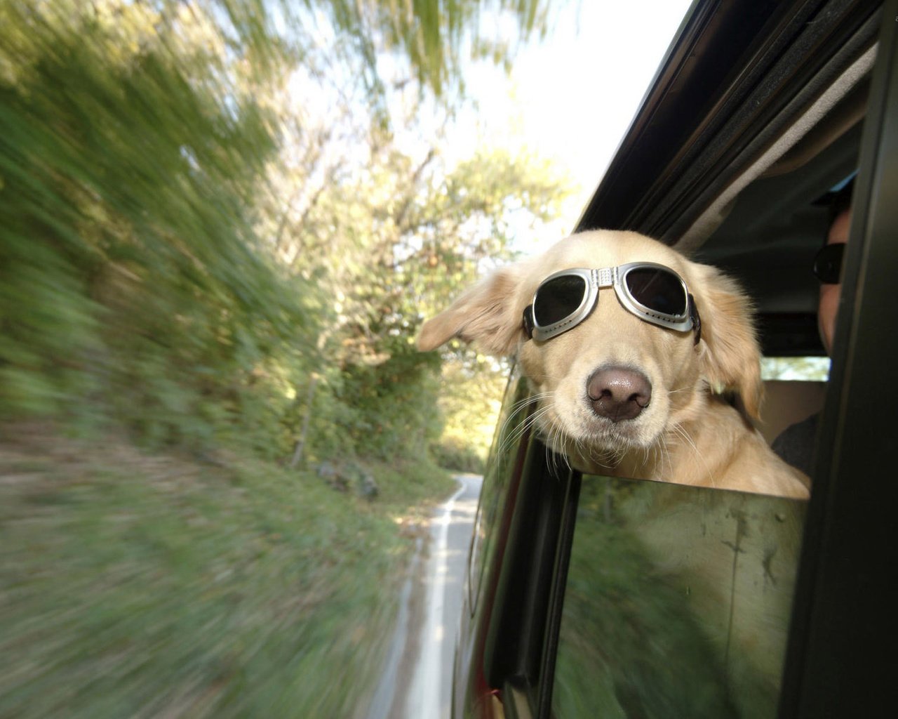 Обои очки, собака, скорость, автомобиль, glasses, dog, speed, car разрешение 1920x1200 Загрузить