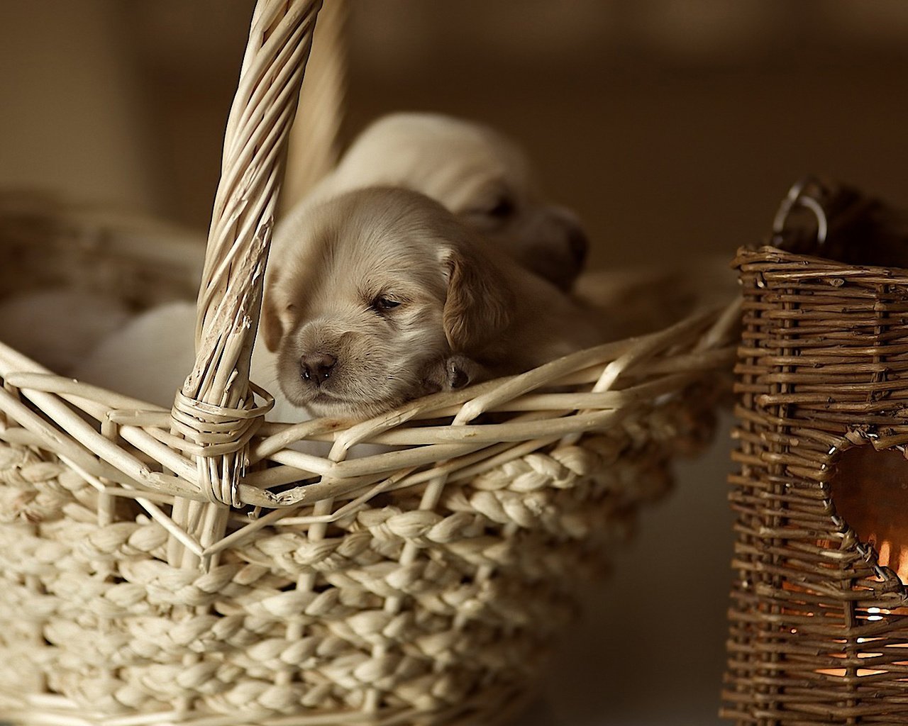 Обои корзина, щенки, малыши, собаки, маленькие, лабрадор ретривер, basket, puppies, kids, dogs, small, labrador retriever разрешение 1920x1200 Загрузить