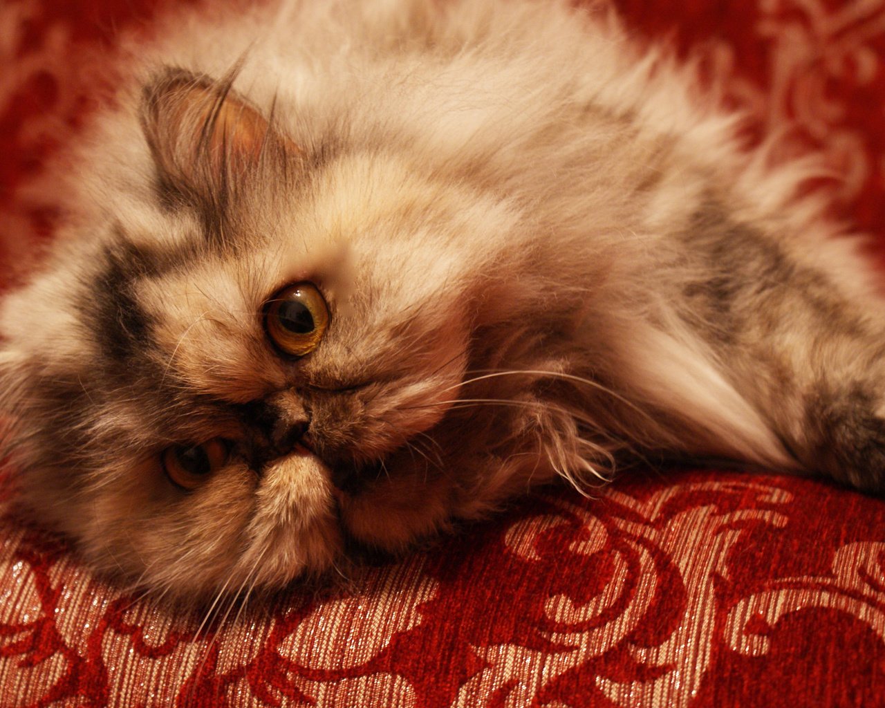 Обои кот, кошка, диван, пушистик, персидская, cat, sofa, pussy, persian разрешение 1920x1285 Загрузить