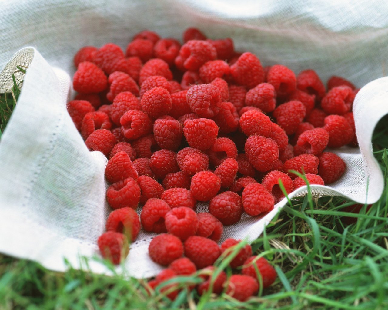Обои ягода, много малины, berry, a lot raspberry разрешение 1920x1363 Загрузить