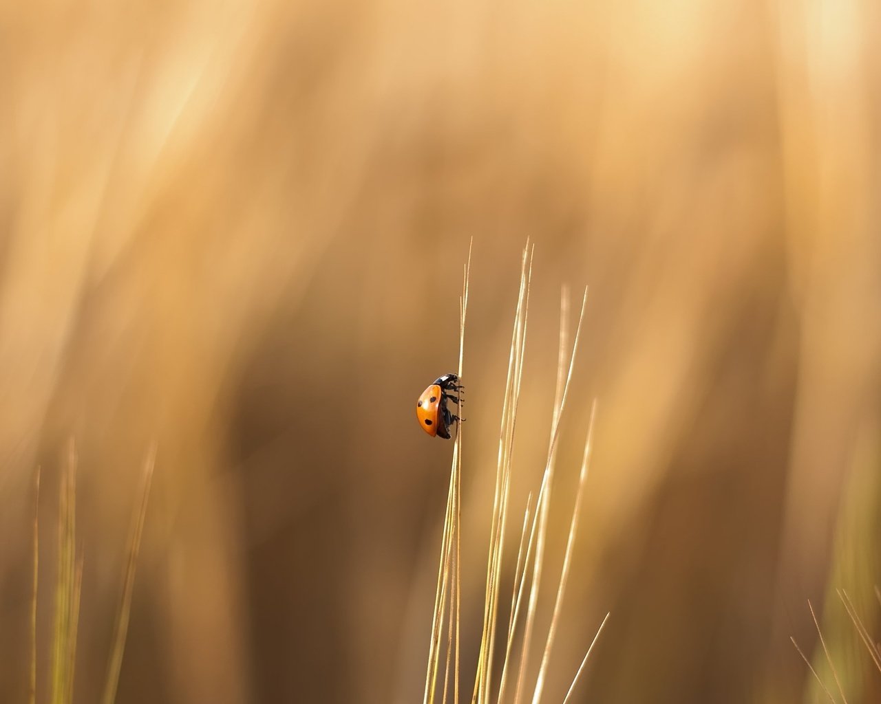 Обои трава, природа, лето, насекомые, божья коровка, травинка, grass, nature, summer, insects, ladybug, a blade of grass разрешение 2560x1600 Загрузить