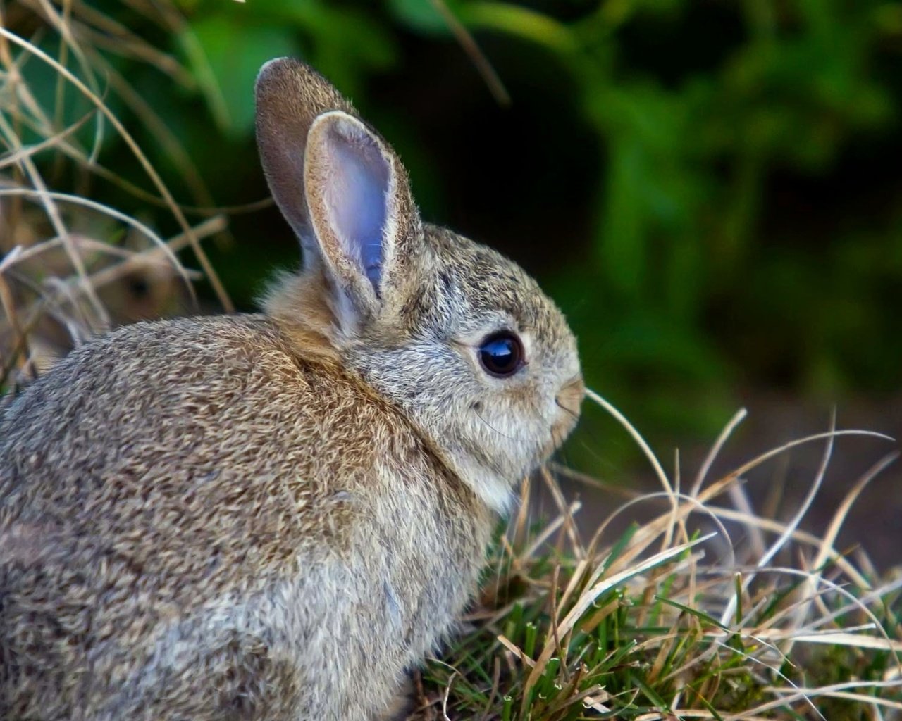 Обои трава, заяц, зайчик, зайчонок, grass, hare, bunny разрешение 1920x1200 Загрузить