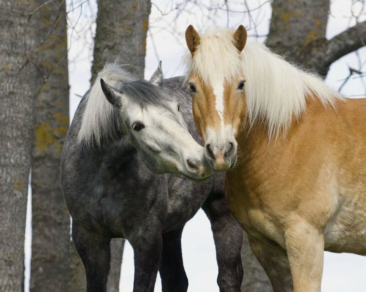 Обои лошади, нежность, две, horse, tenderness, two разрешение 1920x1200 Загрузить