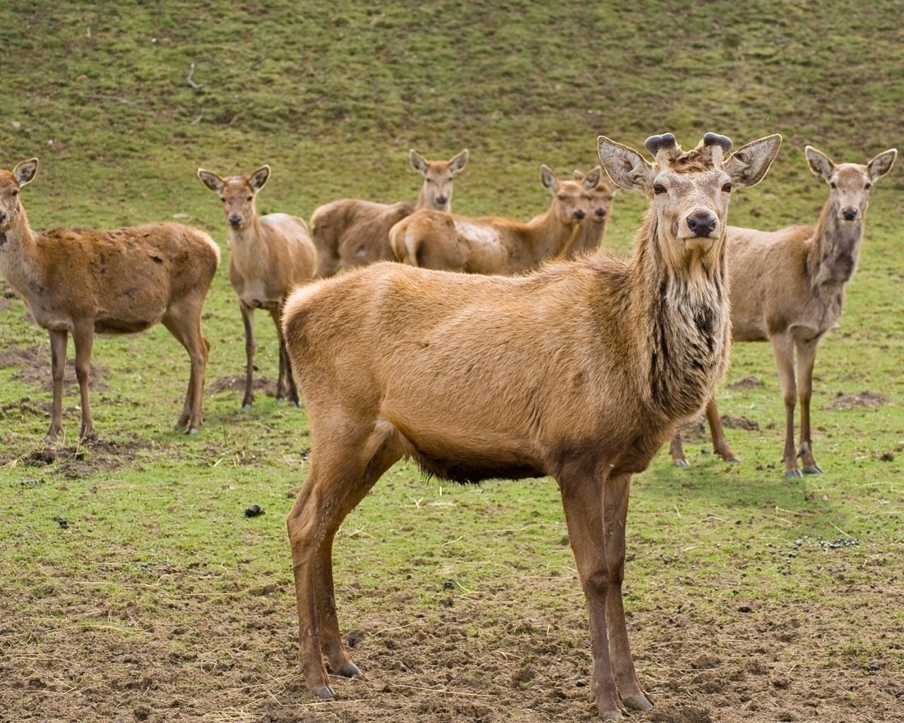 Обои олени, deer разрешение 1920x1200 Загрузить