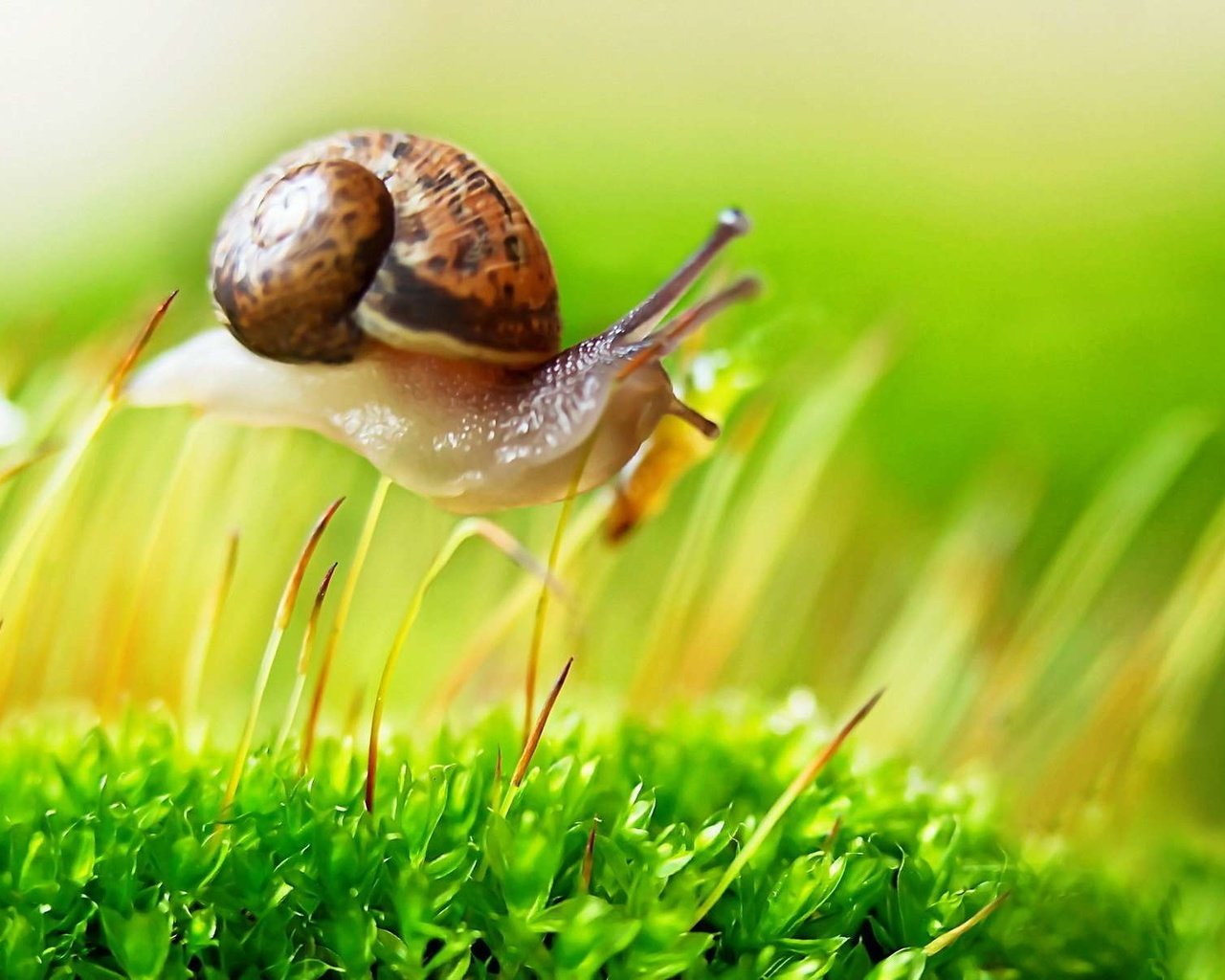 Обои макро, мох, улитка, macro, moss, snail разрешение 1920x1200 Загрузить