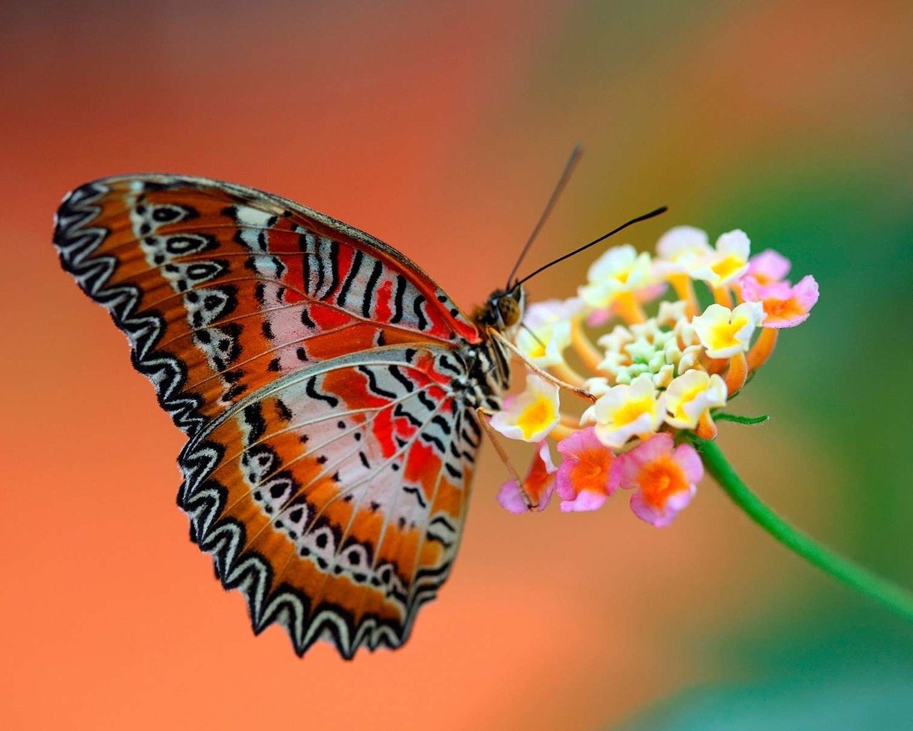 Обои макро, насекомое, цветок, бабочка, крылья, пыльца, нектар, macro, insect, flower, butterfly, wings, pollen, nectar разрешение 1920x1200 Загрузить