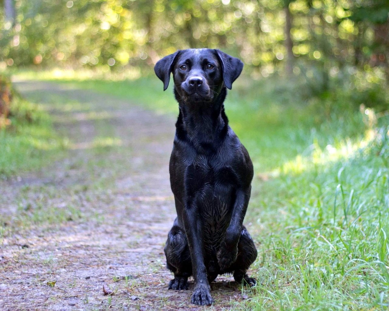 Обои дорога, лес, взгляд, собака, друг, черная, road, forest, look, dog, each, black разрешение 1920x1200 Загрузить