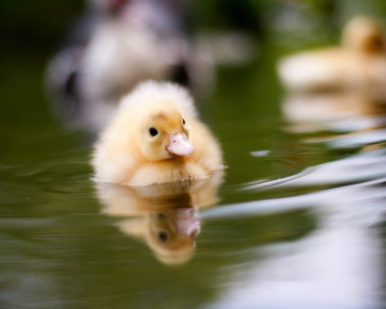 Обои вода, птенец, природа, размытость, птица, утки, утенок, water, chick, nature, blur, bird, duck разрешение 1920x1200 Загрузить