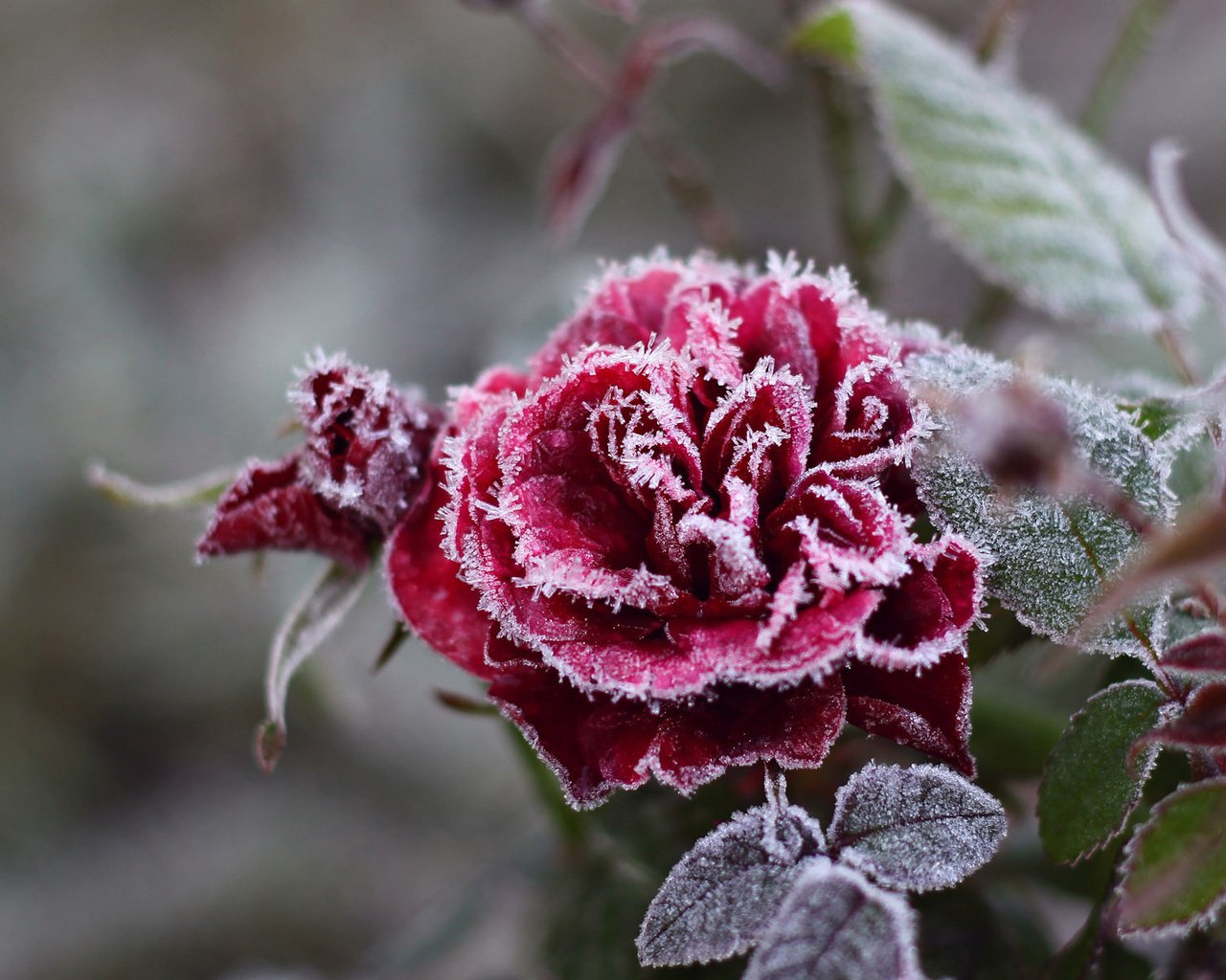 Обои снежинки, цветок, мороз, иней, роза, красный, холод, кристаллы, красивая, beautiful, snowflakes, flower, frost, rose, red, cold, crystals разрешение 1920x1200 Загрузить