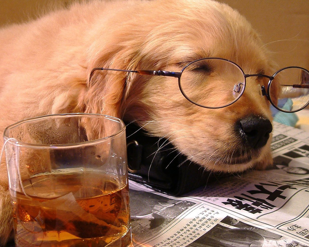 Обои очки, стакан, сон, собака, щенок, отдых, друг, чай, газета, glasses, glass, sleep, dog, puppy, stay, each, tea, newspaper разрешение 1920x1080 Загрузить