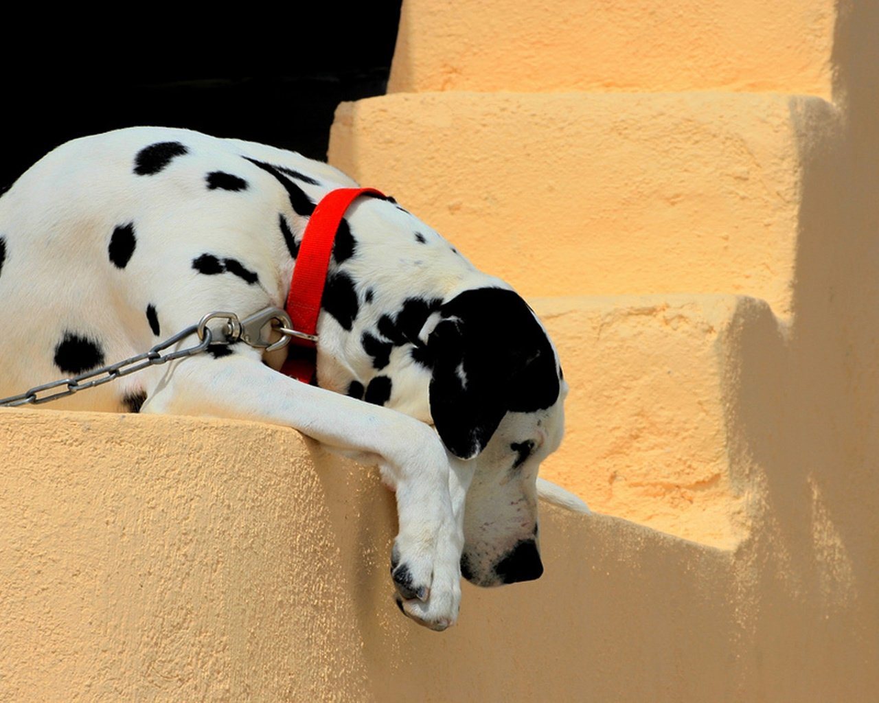 Обои стена, собака, далматин, ошейник, цепь, wall, dog, dalmatian, collar, chain разрешение 1920x1200 Загрузить