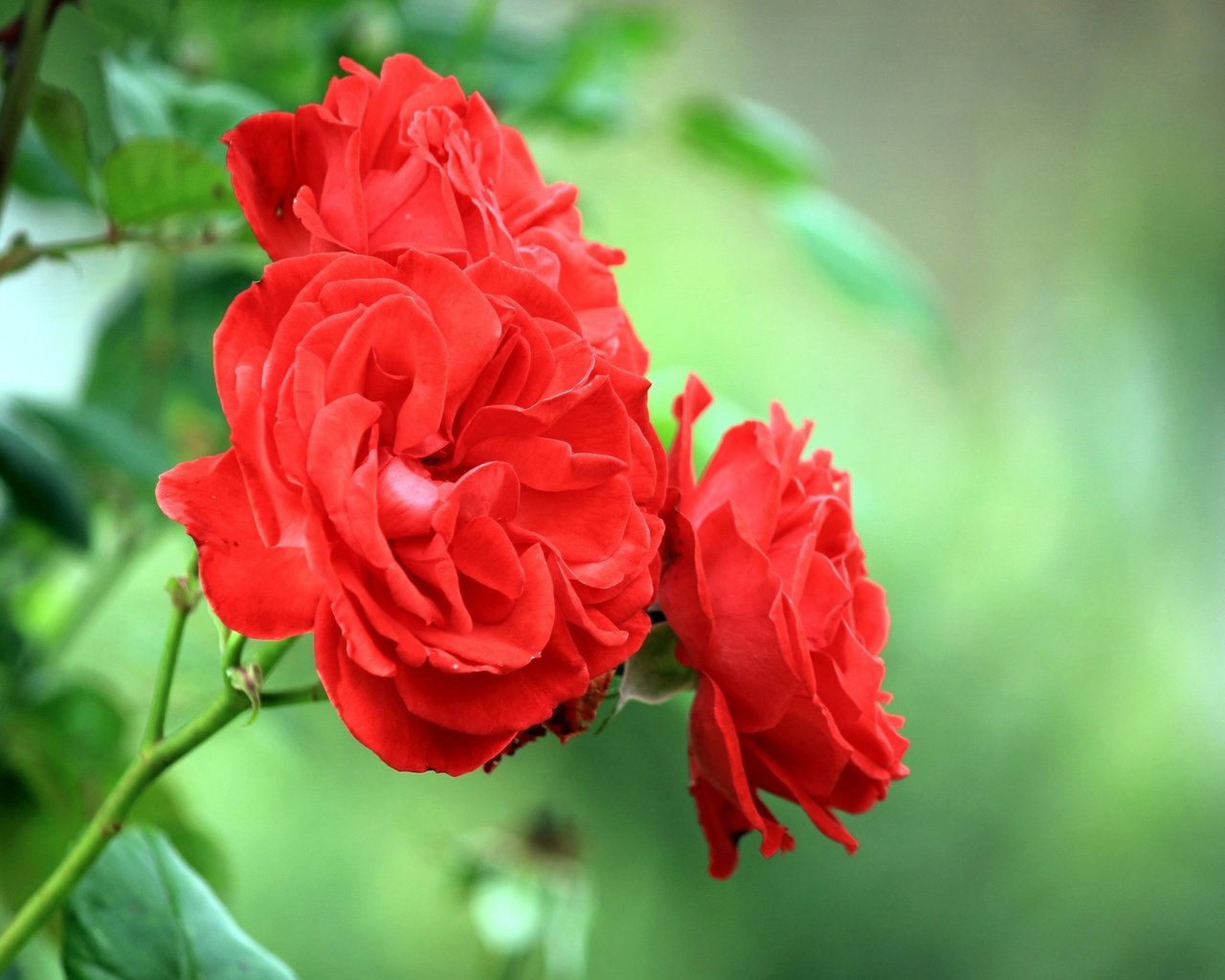 Обои цветы, листья, макро, розы, роза, красные, куст, flowers, leaves, macro, roses, rose, red, bush разрешение 2560x1600 Загрузить