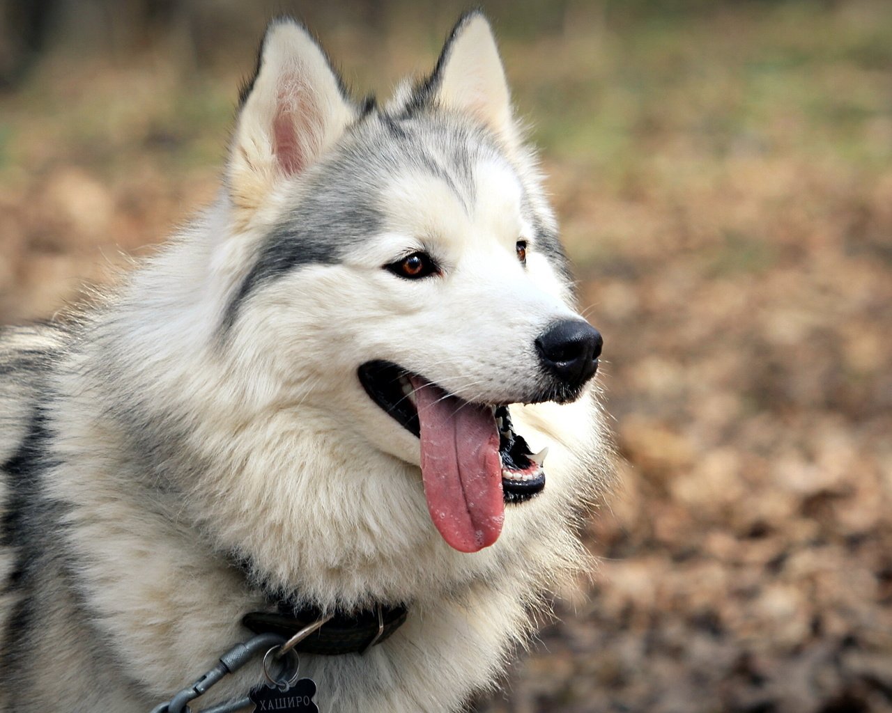 Обои морда, собака, язык, аляскинский маламут, face, dog, language, alaskan malamute разрешение 2560x1600 Загрузить