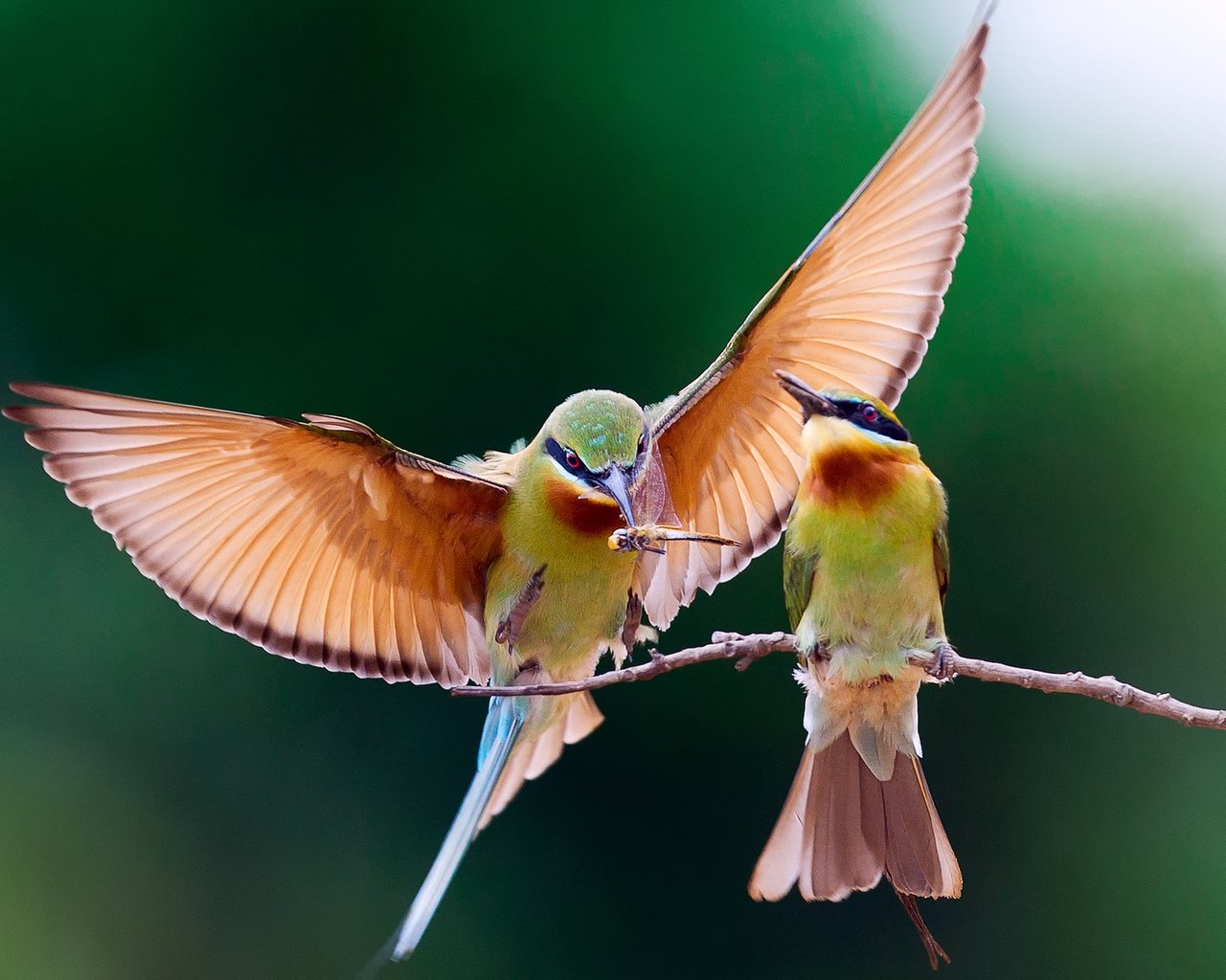 Обои ветка, крылья, птицы, пара, пчелоед, щурка золотистая, branch, wings, birds, pair, peeled, golden bee-eater разрешение 1920x1200 Загрузить