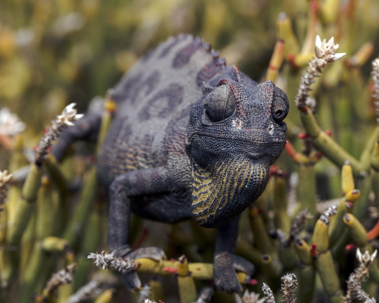 Обои природа, фон, ящерица, растение, хамелеон, рептилия, пресмыкающиеся, nature, background, lizard, plant, chameleon, reptile, reptiles разрешение 1920x1200 Загрузить